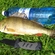 Eurasian perch