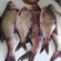 Carp bream
