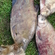 Carp bream