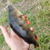 Eurasian perch