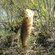 Ratan goby