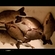 Crucian carp