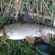 Barbel