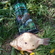 Crucian carp