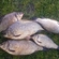 Prussian carp