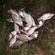 Carp bream