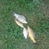 Prussian carp