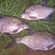 Carp bream