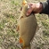 Carp