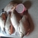 Prussian carp