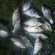 Crucian carp