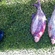 Carp bream