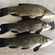 Tench