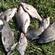 Carp bream