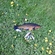 Tench