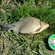Prussian carp