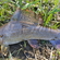Grayling