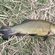 Tench