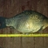 Crucian carp