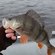 Eurasian perch