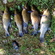 Tench