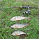 Eurasian perch