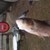 Silver carp