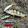 Eurasian perch