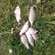 Prussian carp