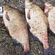 Carp bream