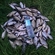 Carp bream