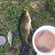 Tench