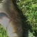 Tench