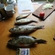 Eurasian perch