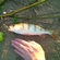 Eurasian perch