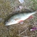 Eurasian perch