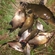 Tench