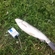 Grass carp