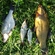Tench