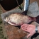 Carp bream