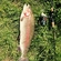 Ocean Trout