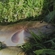 Tench