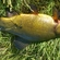 Tench