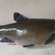 Tench