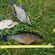 Tench