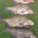 Carp bream