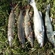 Pike perch