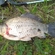 Prussian carp