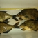 Carp bream