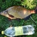 Carp bream